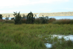 Héron vole